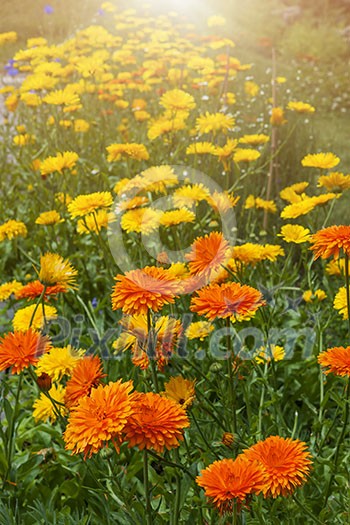 Yellow and orange medicinal calendula flowers growing in garden outside Yellow and orange medicinal calendula flowers growing in garden outside