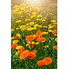 Yellow and orange medicinal calendula flowers growing in garden outside