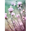 Purple flowers of flowering chives in garden