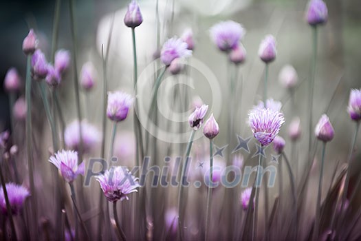 Purple flowers of flowering chives in garden Purple flowers of flowering chives in garden
