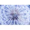 Full dandelion seed head macro close up filling the frame
