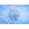 Full dandelion seed head macro close up as background with focus on pappus