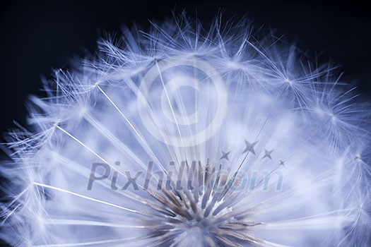 Dandelion seed head macro close up on black background Dandelion seed head macro close up on black background