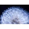 Dandelion seed head macro close up on black background