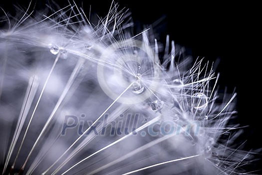 Extreme macro closeup of dandelion seeds over black background with water drops Extreme macro closeup of dandelion seeds over black background with water drops