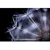 Extreme macro closeup of dandelion seeds over black background with water drops