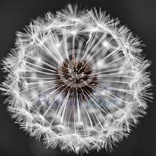 Macro closeup of dandelion seed head over black background Macro closeup of dandelion seed head over black background