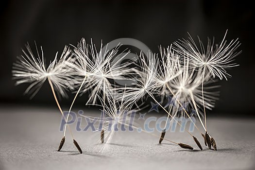 Macro closeup of dandelion seeds standing up on gray and black background Macro closeup of dandelion seeds standing up on gray and black background