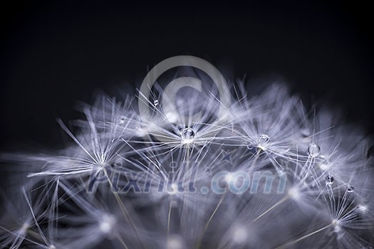 Extreme macro closeup of dandelion seeds over black background with water drops Extreme macro closeup of dandelion seeds over black background with water drops