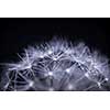 Extreme macro closeup of dandelion seeds over black background with water drops