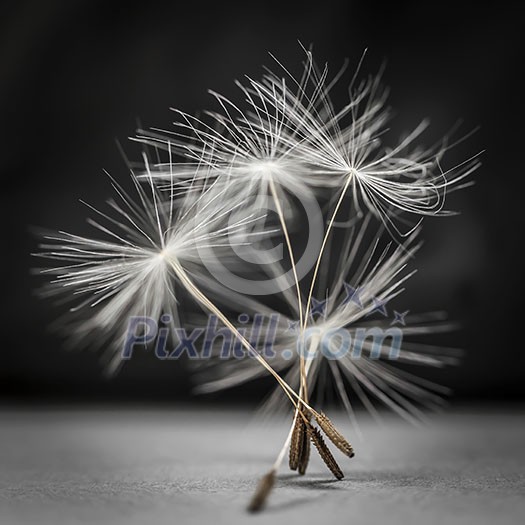 Macro closeup of dandelion seed bunch standing up on gray and black background, square format Macro closeup of dandelion seed bunch standing up on gray and black background, square format