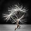 Macro closeup of dandelion seed bunch standing up on gray and black background, square format