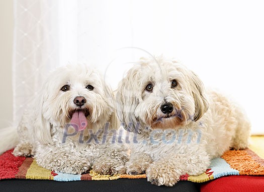 Portrait of two coton de tulear dogs lying on a rug inside Portrait of two coton de tulear dogs lying on a rug inside