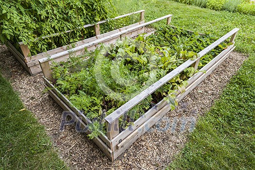 Backyard vegetable garden in wooden raised beds or boxes Backyard vegetable garden in wooden raised beds or boxes