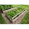 Backyard vegetable garden in wooden raised beds or boxes