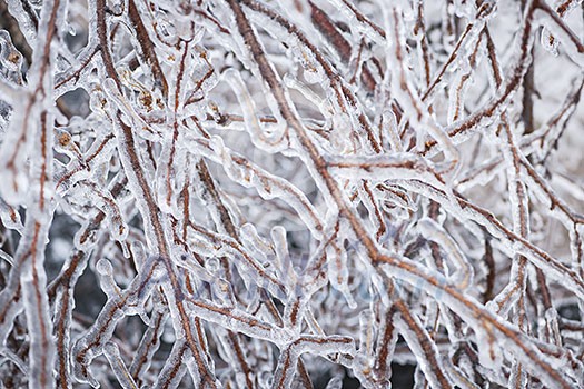 Closeup of ice covered branches in winter as abstract background Closeup of ice covered branches in winter as abstract background