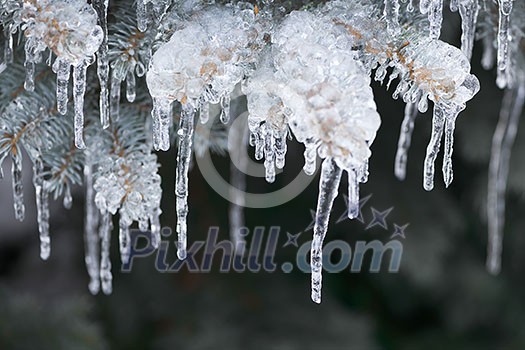 Spruce branches in winter covered with ice and long icicles, closeup Spruce branches in winter covered with ice and long icicles, closeup