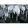 Spruce branches in winter covered with ice and long icicles, closeup