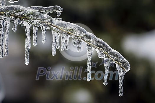Long icicles hanging from ice covered frozen cedar tree branch in winter, closeup Long icicles hanging from ice covered frozen cedar tree branch in winter, closeup