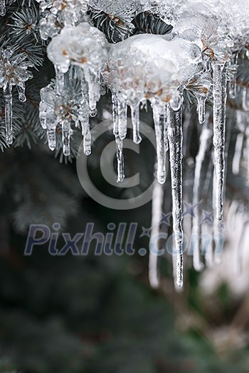 Spruce branches in winter covered with ice and long icicles, closeup, copy space Spruce branches in winter covered with ice and long icicles, closeup, copy space