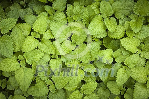 Green lemon balm herb leaves growing in herbal garden from above Green lemon balm herb leaves growing in herbal garden from above