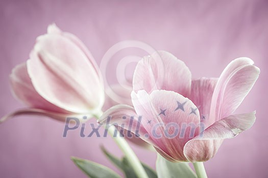 Two tulip flowers on pink background close up Two tulip flowers on pink background close up