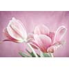 Two tulip flowers on pink background close up