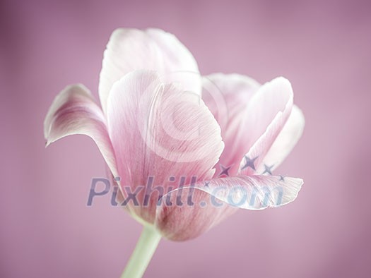 One tulip flower on pink background close up One tulip flower on pink background close up
