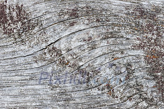 Gray wooden background of weathered distressed unpainted rustic wood showing woodgrain texture and lichens Gray wooden background of weathered distressed unpainted rustic wood showing woodgrain texture and lichens