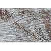 Gray wooden background of weathered distressed unpainted rustic wood showing woodgrain texture and lichens