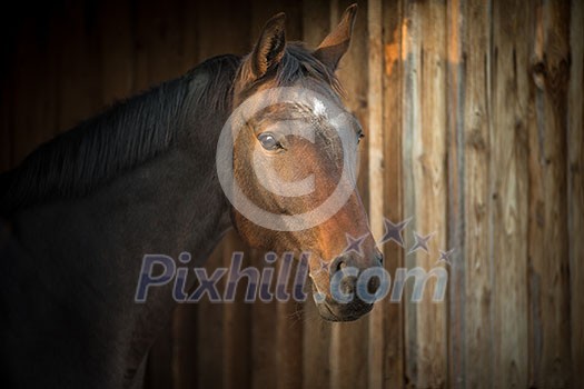 Horse in a stable Horse in a stable
