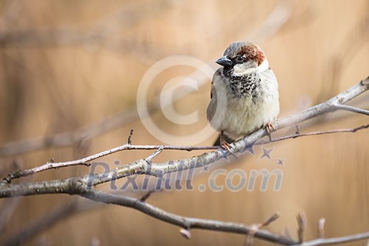 House Sparrow (Passer domesticus) House Sparrow (Passer domesticus)