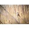 House Sparrow (Passer domesticus)