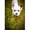 Cute little dog doing agility drill - running slalom, being obediend and making his master proud and happy