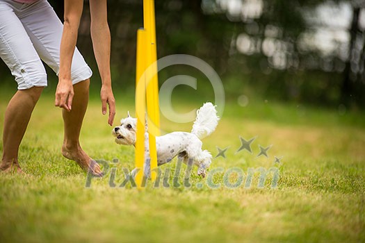 Cute little dog doing agility drill - running slalom, being obediend and making his master proud and happy Cute little dog doing agility drill - running slalom, being obediend and making his master proud and happy