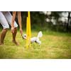 Cute little dog doing agility drill - running slalom, being obediend and making his master proud and happy