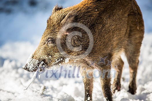Wild boar (Sus scrofa) Wild boar (Sus scrofa)