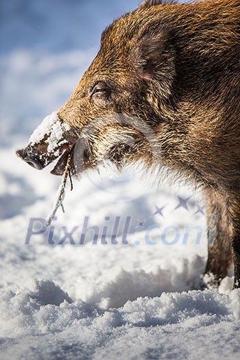 Wild boar (Sus scrofa) Wild boar (Sus scrofa)