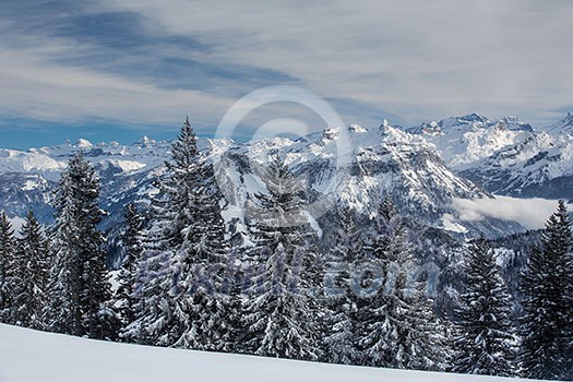 Splendid winter alpine scenery with high mountains and trees covered with snow Splendid winter alpine scenery with high mountains and trees covered with snow