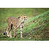 Cheetah (Acinonyx jubatus)