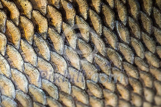 Carp fish scales grunge texture back ground Carp fish scales grunge texture back ground