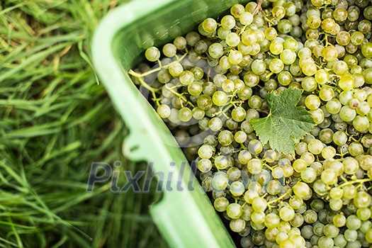 White wine grapes in a plastic box during harvest White wine grapes in a plastic box during harvest