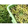 White wine grapes in a plastic box during harvest