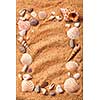 background of various shells on sand. Top view