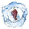 blue grape with water splash isolated on white