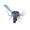 blue grape with water splash isolated on white