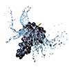 blue grape with water splash isolated on white