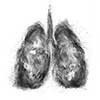 Lungs made of black powder explosion isolated on white background