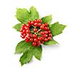Berries of red Viburnum with leaves isolated on white