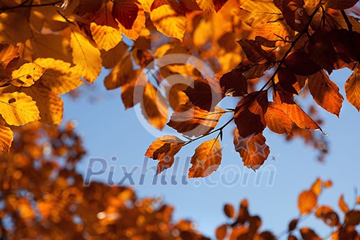 background with autumn leaves background with autumn leaves